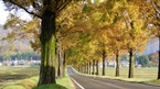 Metasequoia row of trees：メタセコイヤ並木